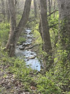 Read more about the article Who Lives in Dysart Woods?