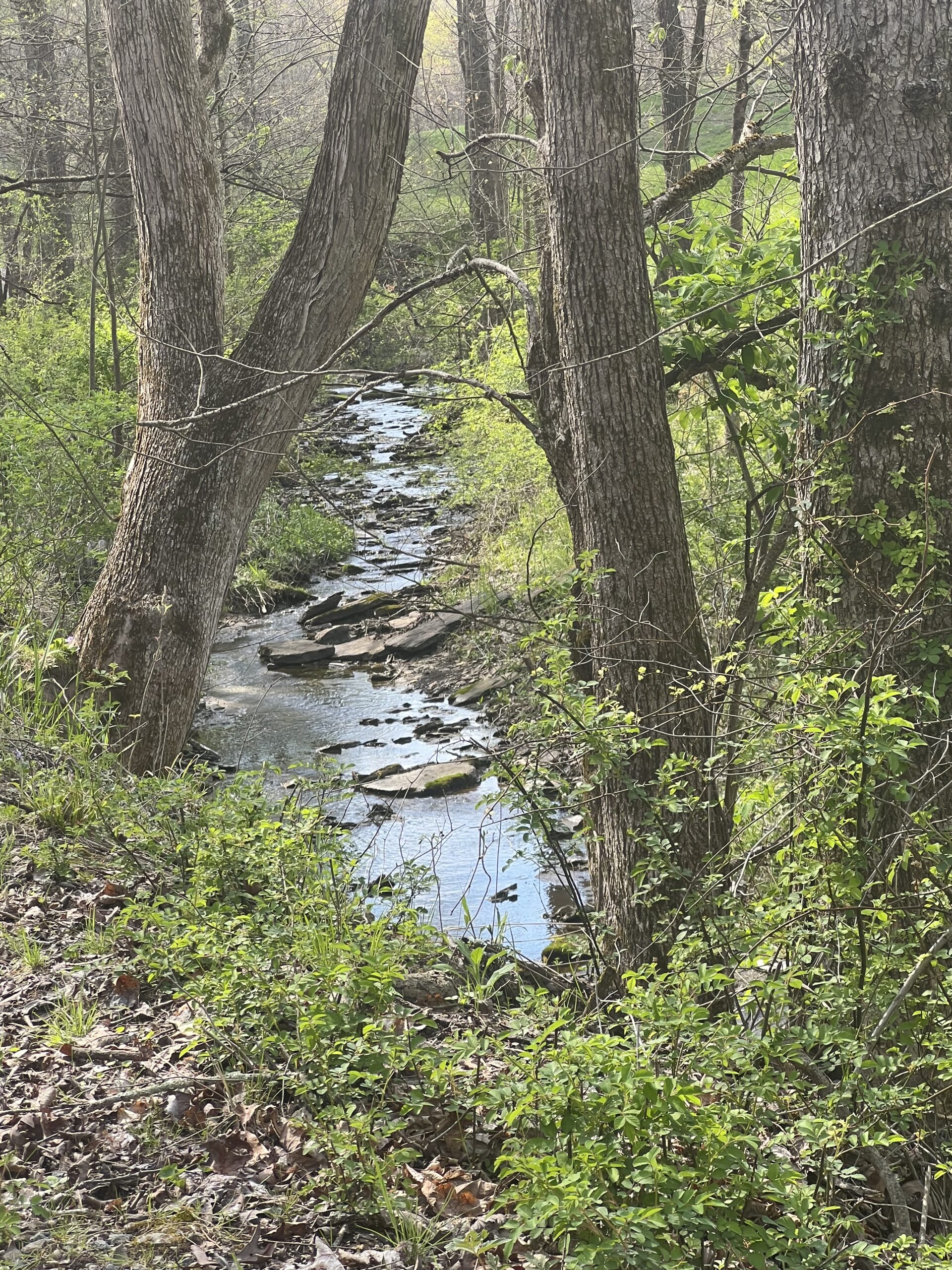 Read more about the article Who Lives in Dysart Woods?